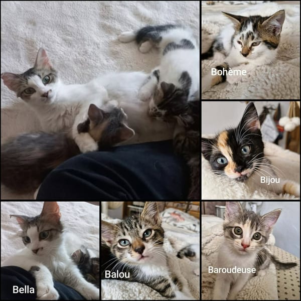 BELLA abandonnée avec ses petits