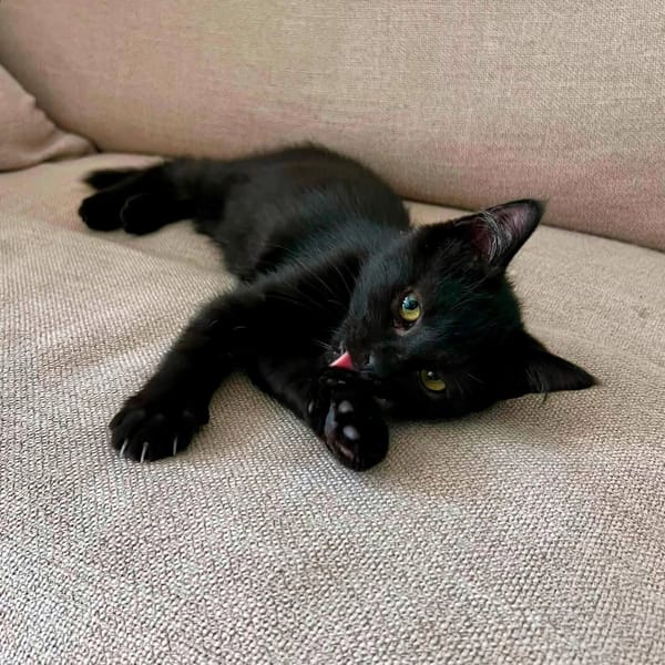 BAGHEERA