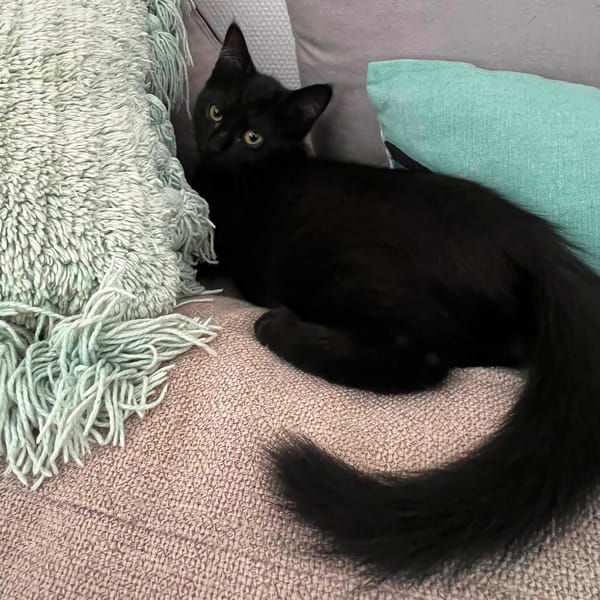 BAGHEERA