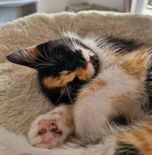 BIJOU   A réserver