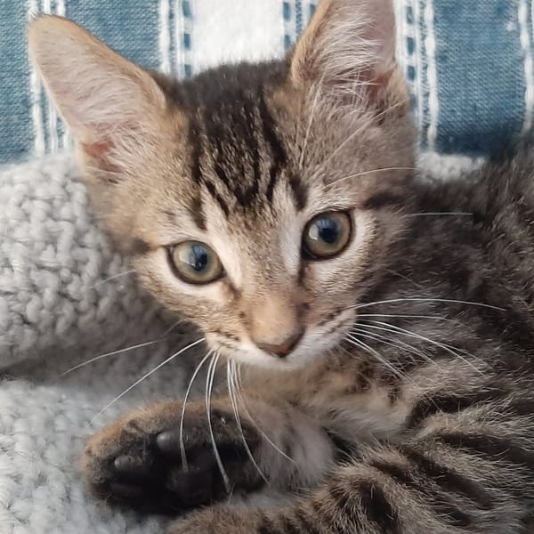 Jack