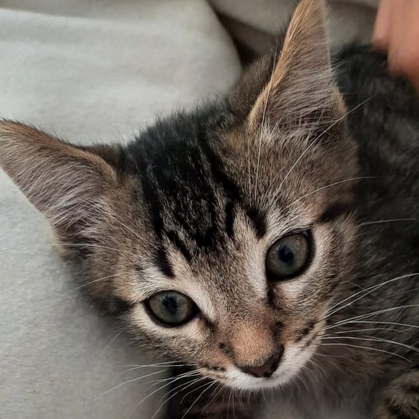 Jack