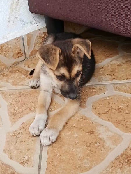 Bisou