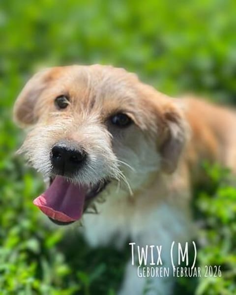 Twix, ein Wuschelschatz