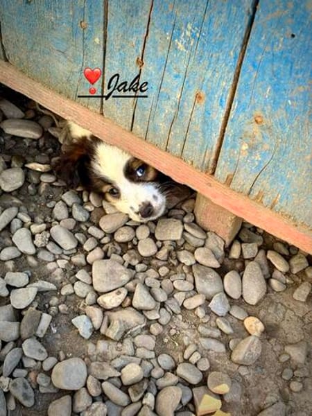 Sonnenschein Jake