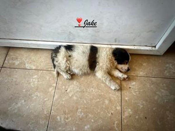 Sonnenschein Jake