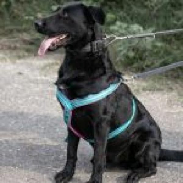 Merlin, großer Traumkerl, ca 7 Jahre