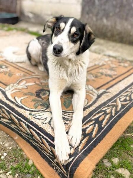 Otis - Zuhause gesucht