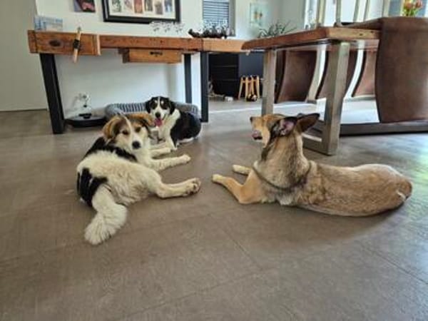 Otis - Zuhause gesucht