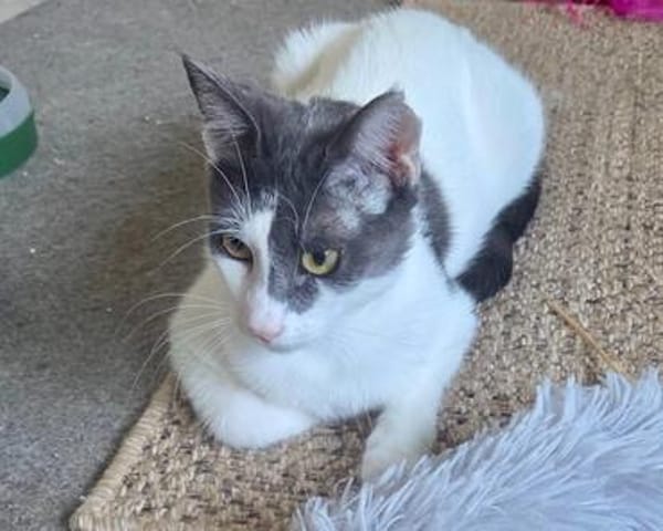 Dorian, fröhlicher Schmusekater, ca. 1 Jahr