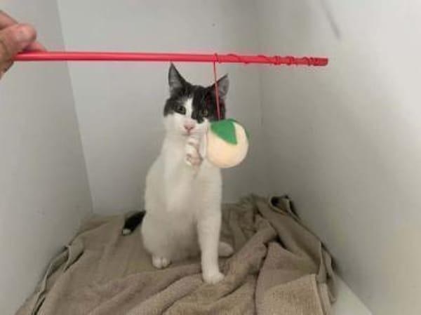Dorian, fröhlicher Schmusekater, ca. 1 Jahr