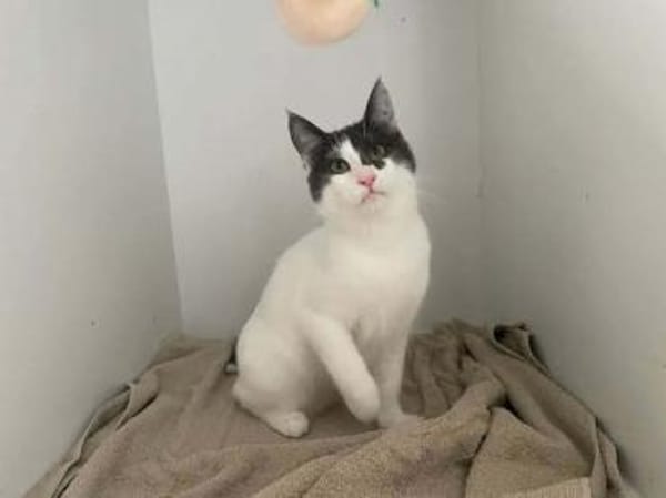 Dorian, fröhlicher Schmusekater, ca. 1 Jahr