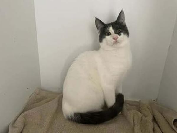 Dorian, fröhlicher Schmusekater, ca. 1 Jahr