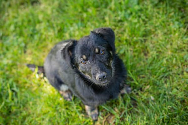 Sophia  auf Pflegestelle in 59557 Lippstadt