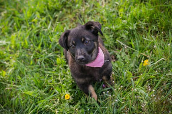 Sophia  auf Pflegestelle in 59557 Lippstadt