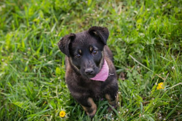 Sophia  auf Pflegestelle in 59557 Lippstadt