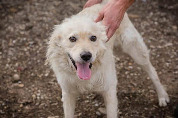 Mischa  super freundlicher und anhänglicher Hund!