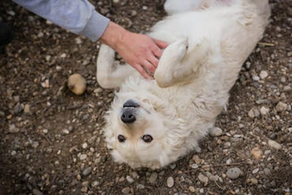 Mischa  super freundlicher und anhänglicher Hund!