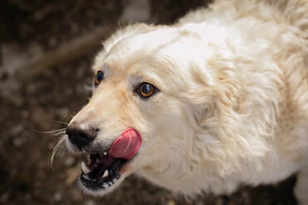 Mischa  super freundlicher und anhänglicher Hund!