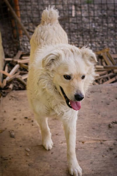 Mischa  super freundlicher und anhänglicher Hund!