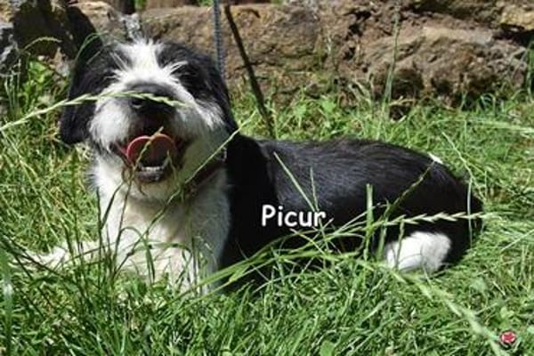 PICUR