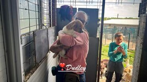 Dudley, der Hahn im 6er Körbchen