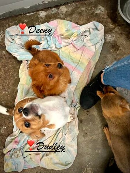 Dudley, der Hahn im 6er Körbchen