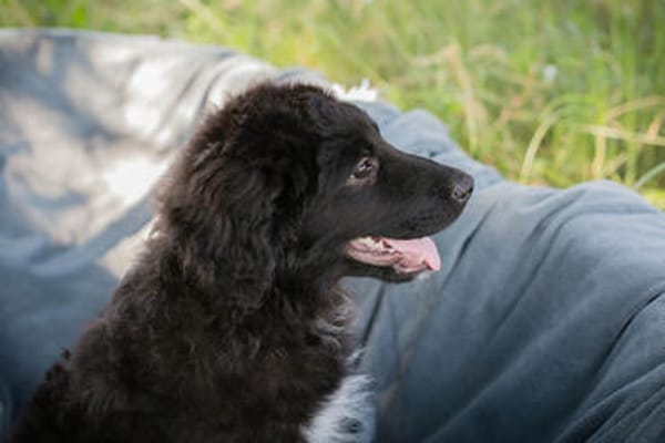 Roko großes Herz auf vier Pfoten sucht sein Zuhause!