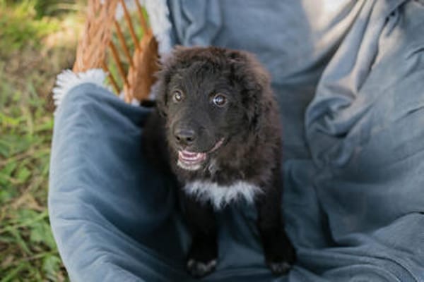 Roko großes Herz auf vier Pfoten sucht sein Zuhause!