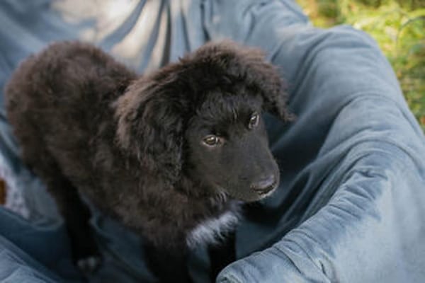 Roko großes Herz auf vier Pfoten sucht sein Zuhause!
