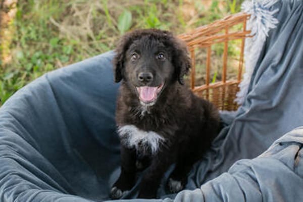 Roko großes Herz auf vier Pfoten sucht sein Zuhause!
