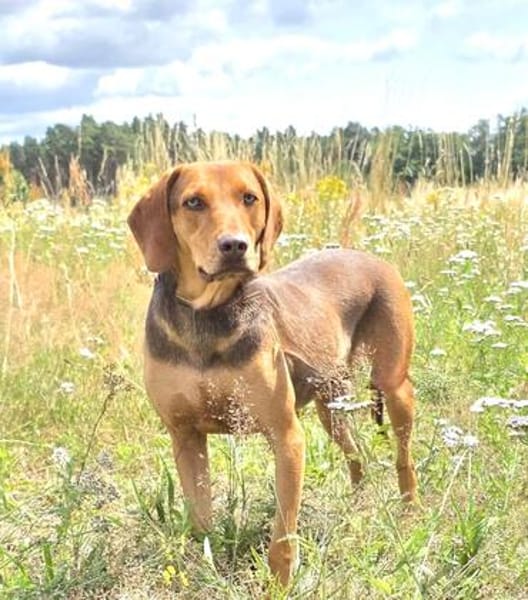Giotto  sensibler Jagdhund sucht Menschen mit Herz und G