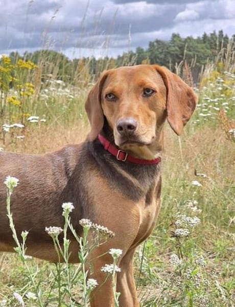 Giotto  sensibler Jagdhund sucht Menschen mit Herz und G