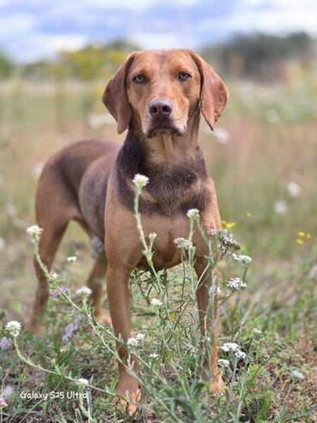 Giotto  sensibler Jagdhund sucht Menschen mit Herz und G