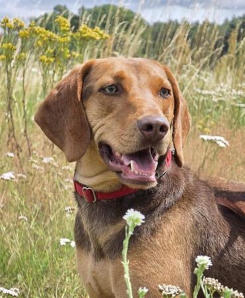 Giotto  sensibler Jagdhund sucht Menschen mit Herz und G