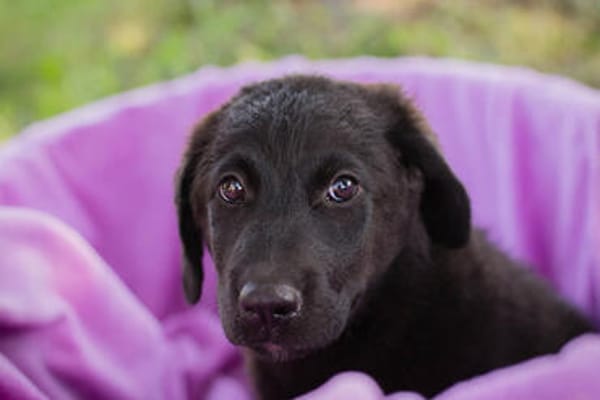 Tilly großes Herz auf vier Pfoten sucht ihr Zuhause!