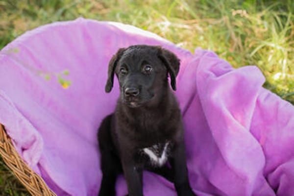 Tilly großes Herz auf vier Pfoten sucht ihr Zuhause!