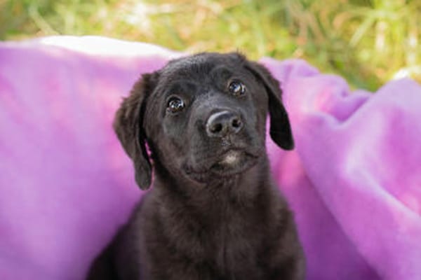 Tilly großes Herz auf vier Pfoten sucht ihr Zuhause!