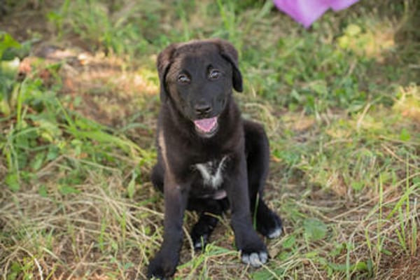 Tilly großes Herz auf vier Pfoten sucht ihr Zuhause!