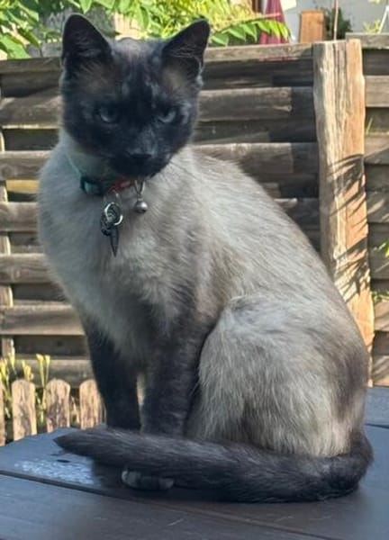 Yoki eine Bilderbuchkatze in Bayern