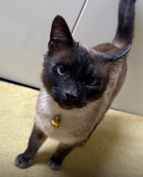 Yoki eine Bilderbuchkatze in Bayern