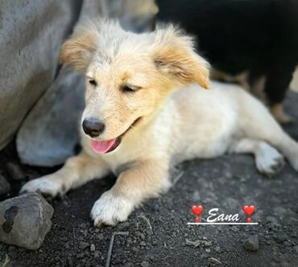 Zuckerschnäuzchen Eana
