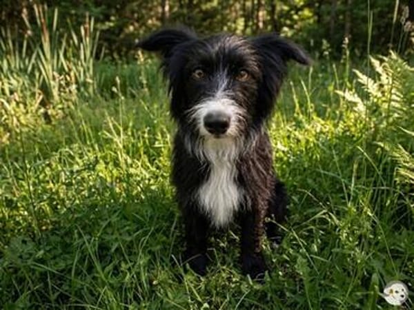 Filou sucht ruhige, souveräne Menschen