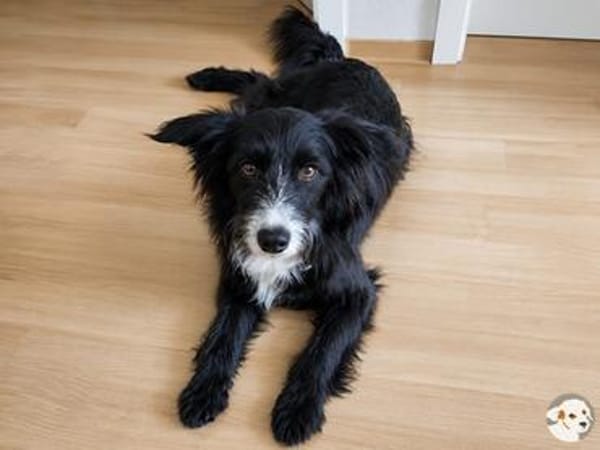 Filou sucht ruhige, souveräne Menschen