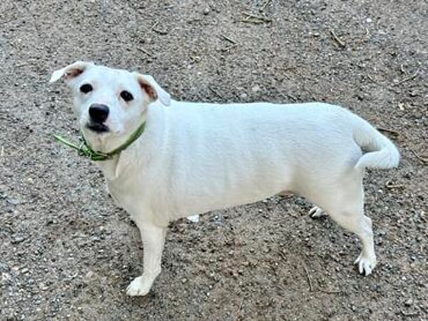 Snow sucht weltbestes Zuhause- Familienhund