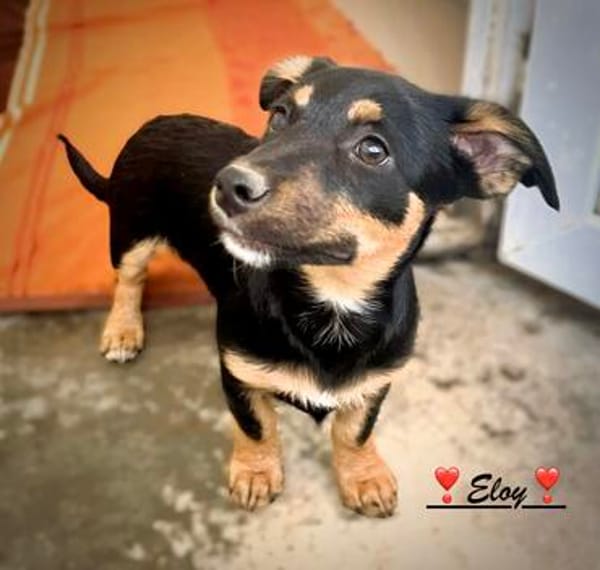 Goldstückchen Eloy