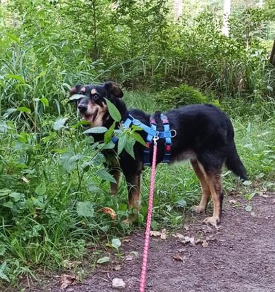 Ruhige Hündin Jade