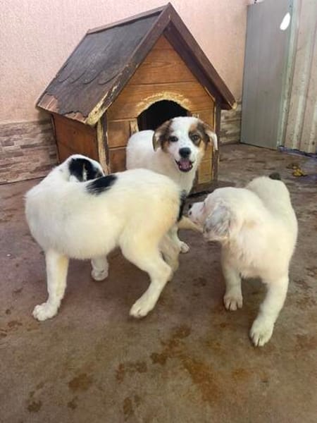 MURPHY wartet auf sein großes Glück