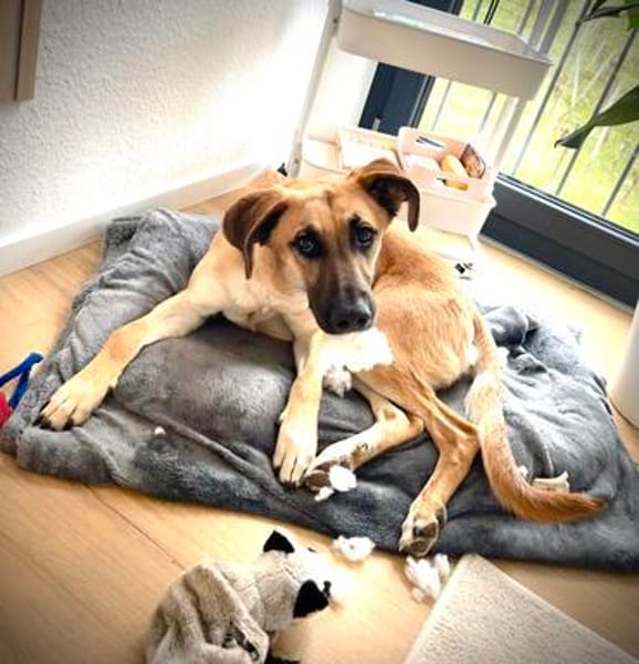 Umar (zur Pflege in 65346 Eltville am R)