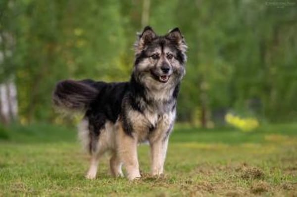 Wuschelige FREYA sucht ein Zuhause